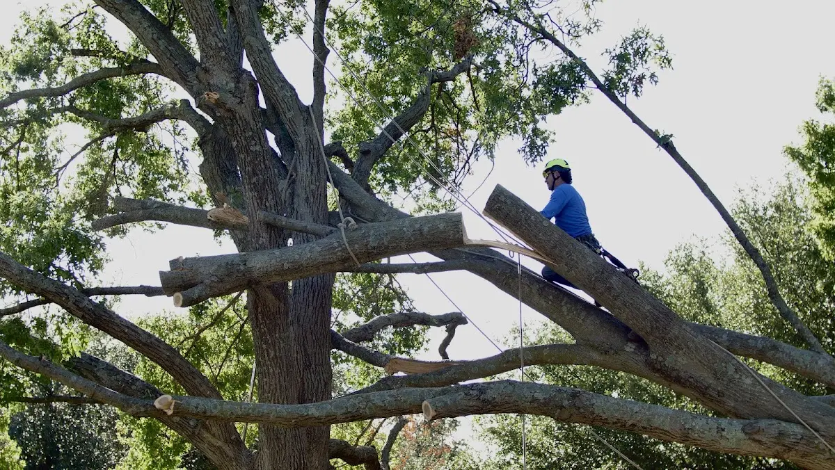 Professional Hazardous Tree Removal performed by certified arborists in North Wales