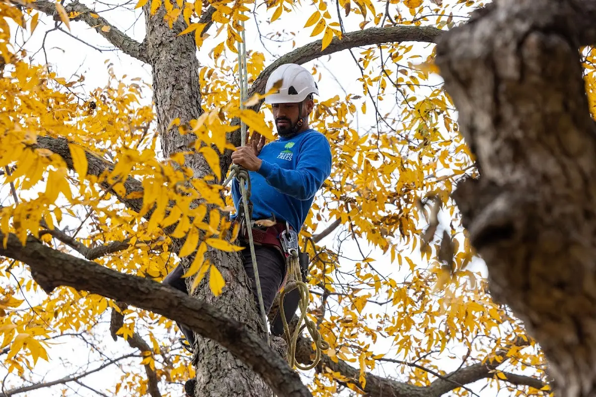 Skilled Tree Pruning crew working in North Wales